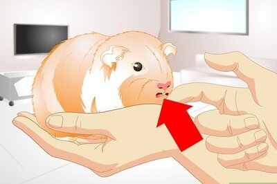 How to Take Care of an Overheated Guinea Pig