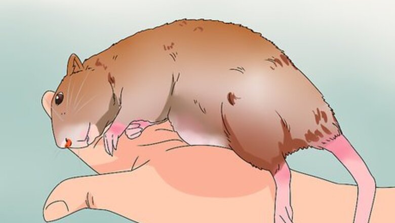 How to Take Care of a Rat with Cancer
