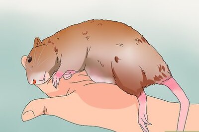 How to Take Care of a Rat with Cancer