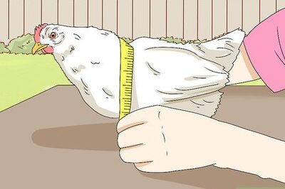 How to Make a Chicken Harness