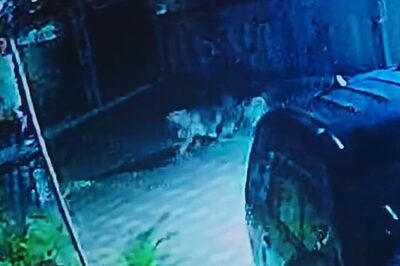 10/10 If You Can Guess Who Won This Dog Vs Leopard Battle