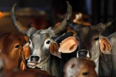 In 2020, More Than Half of NSA Arrests Made in UP Were for Cow Slaughter: Report
