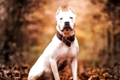 K’taka HC Revokes Centre's Ban On 23 Breeds of 'Dangerous' Dogs, Says Pet Owners Should’ve Been Consulted