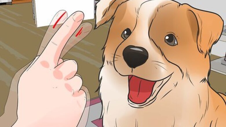 How to Diagnose Collie Eye in Shelties