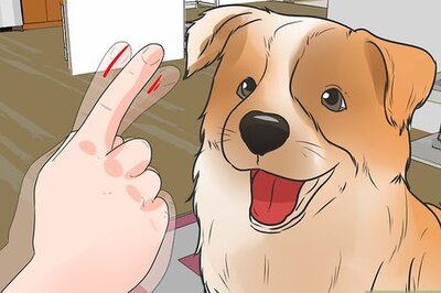 How to Diagnose Collie Eye in Shelties