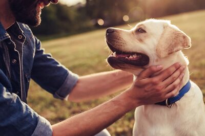 Quick Guide To Boost Your Pet’s Immune System