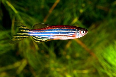 Zebrafish Offers Hope for Spinal Cord Repair: US Study