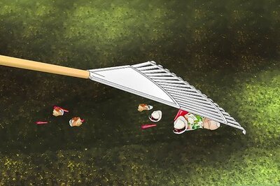 How to Trap Pigeons