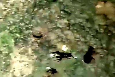 Flying Ants In Bihar's Madhubani? What We Know