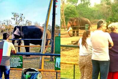 Meet 6-Month-Old Raghu, The Real Star Of The Elephant Whisperers
