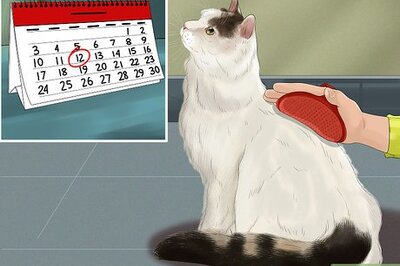 How to Care for a Turkish Van