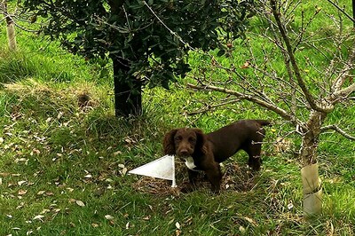 First Ever Gourmet Perigord Truffle Cultivated in Britain