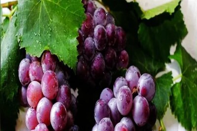 A New Study Reveals Astonishing Health Benefits of Grapes