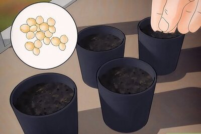 How to Grow Amaranth Flowers