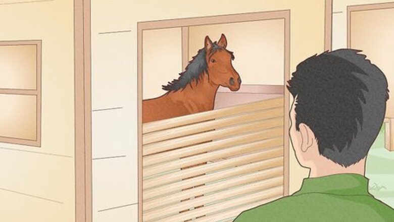 How to Look After a Horse