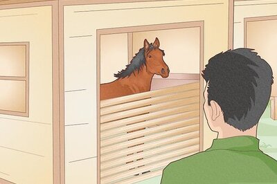 How to Look After a Horse