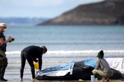 230 Pilot Whales Stranded in Australia, 'About Half' Feared Dead