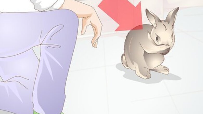How to Diagnose Heat Stroke in Rabbits