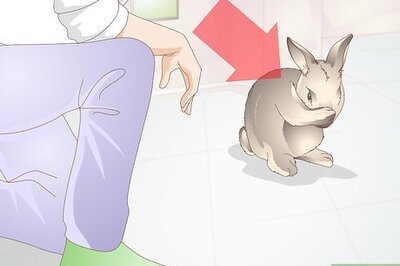How to Diagnose Heat Stroke in Rabbits