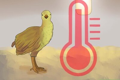 How to Care for Peacocks