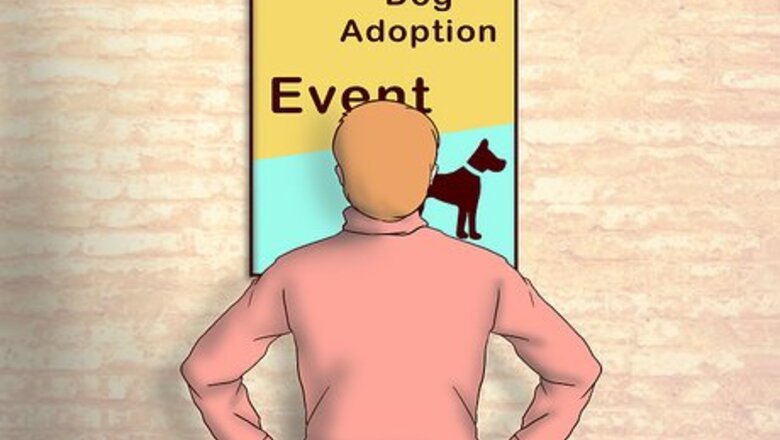 How to Adopt a Fostered Dog