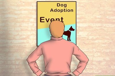 How to Adopt a Fostered Dog