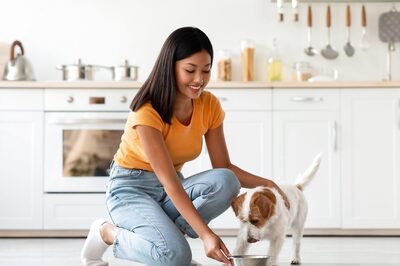 4 Different Types Of Pet Foods To Feed Your Furry Friend