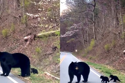 Watch: Rare Sight Of Mother Bear Crossing Road With Her Two Cubs