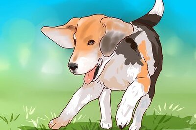 How to Train Beagles