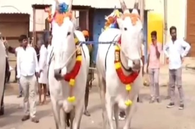 In Karnataka’s Dodballapura, A Fashion Show Of Bulls On January 16