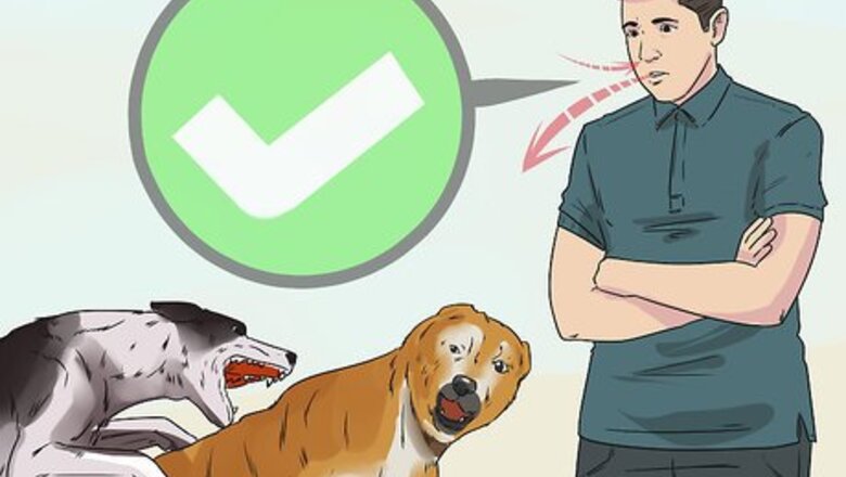 How to Deal with Aggressive Dogs when They Fight