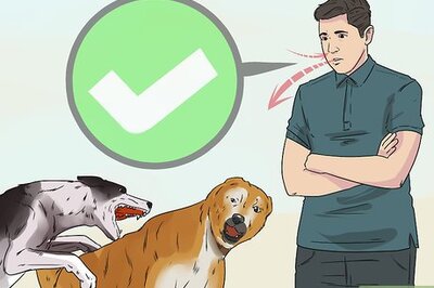 How to Deal with Aggressive Dogs when They Fight