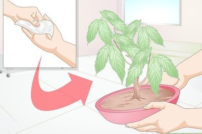 How to Keep a Pet Praying Mantis Without a Cage