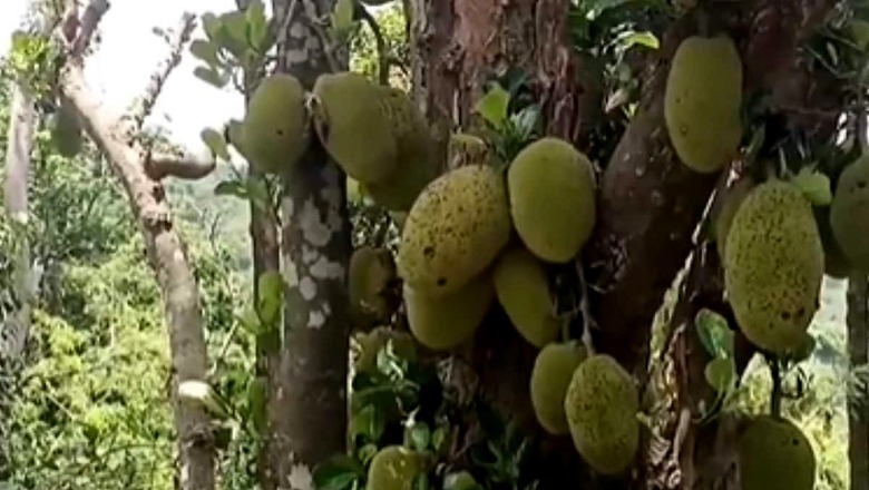 In Tamil Nadu's Sirumalai, Farmers Make Profits As Jackfruit Demand Surges
