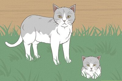 How to Catch a Stray Kitten