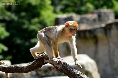 Railway hires langurs to provide security at stations in Agra