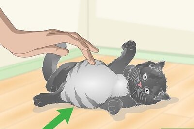 How to Eliminate Roundworms in Cats