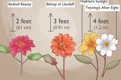 How to Grow Dahlias in Pots