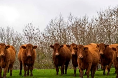 UK’s ‘Killer Cows’ Responsible For 4,000 Attacks Every Year
