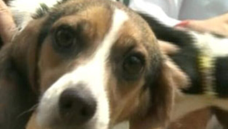 S Korean experts clone glowing dogs