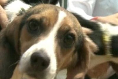 S Korean experts clone glowing dogs