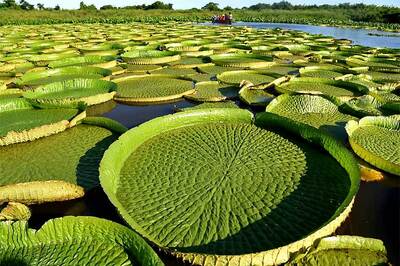 Rare Giant Lily Pads Draw Impressive Crowds to Paraguay Lagoon