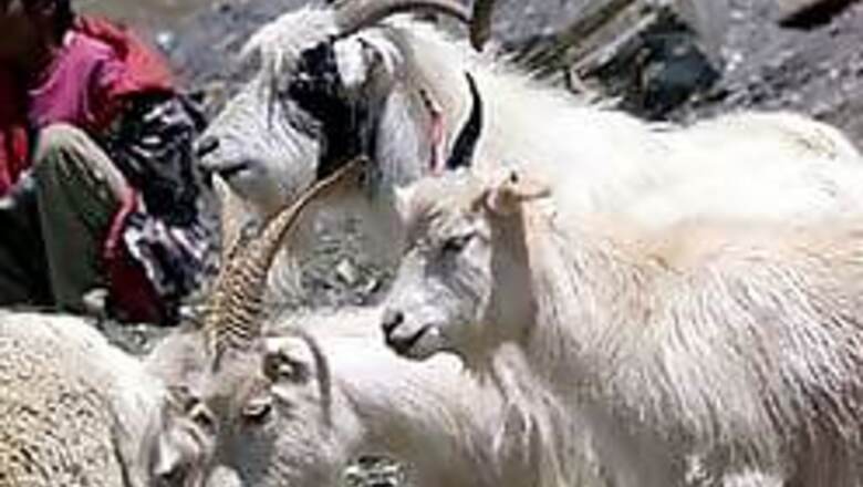 Pashmina goats face death in icy Himalayas
