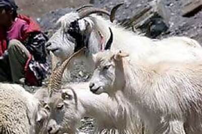 Pashmina goats face death in icy Himalayas