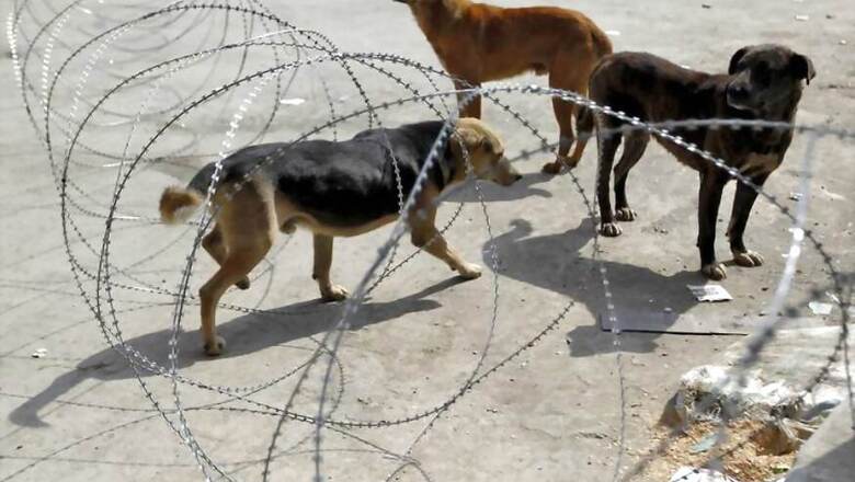 Now, Feral Dogs Attack 11-Year-Old in Uttar Pradesh’s Barabanki