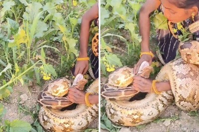 Woman Tames Massive Snake Like A Puppy In Spine-Chilling Video