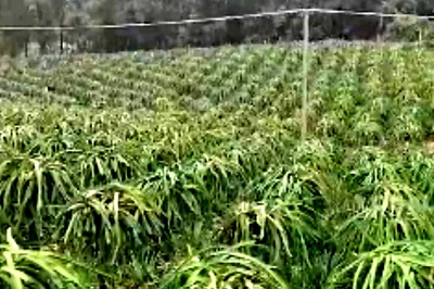 This Kannada Farmer Grows Dragon Fruit In His 4-acre Land. Here's How Much He Earns From It