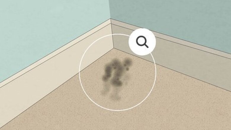 How to Get Rid of Carpet Mold