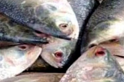 Bengal Locals Not Happy With Hilsa Fish Quality This Year