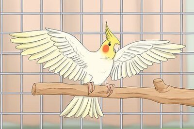 How to Have Fun With Your New Cockatiel